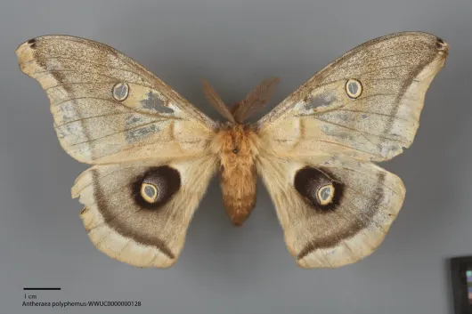 Antheraea polyphemus