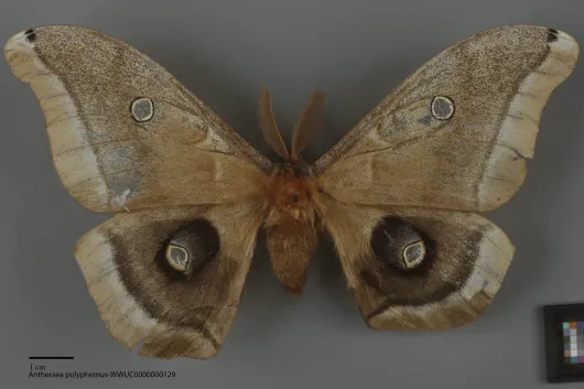 Antheraea polyphemus