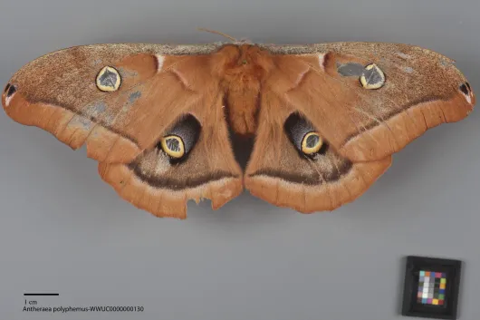 Antheraea polyphemus