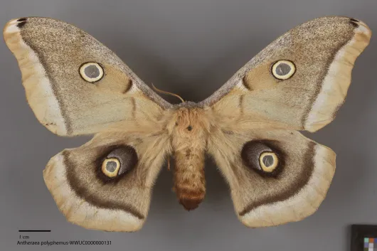 Antheraea polyphemus