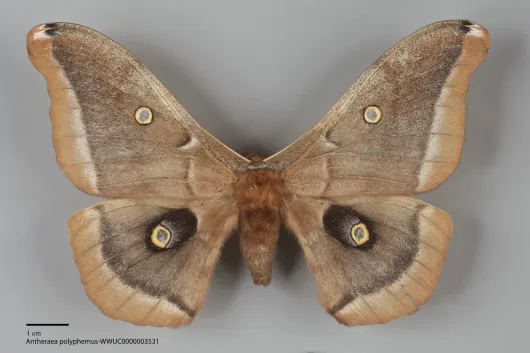 Antheraea polyphemus