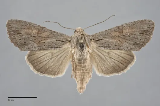 Apamea acera