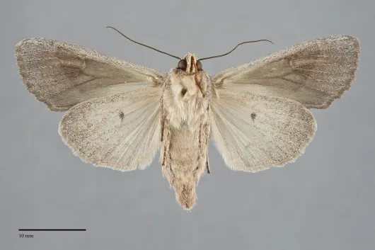 Apamea acera