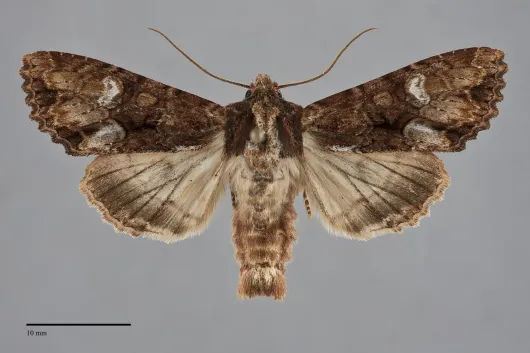 Apamea albina