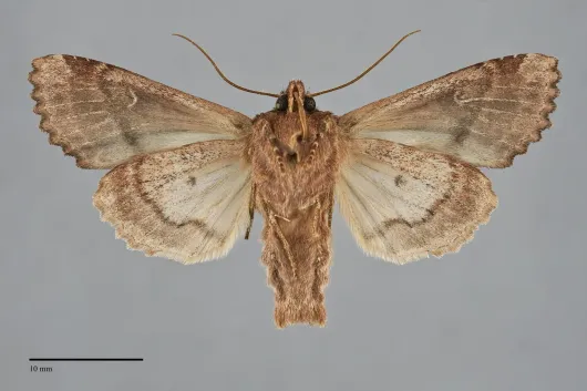 Apamea albina