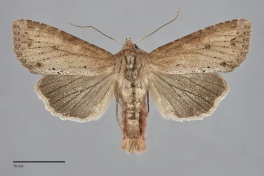 Apamea alia