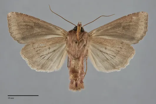Apamea alia