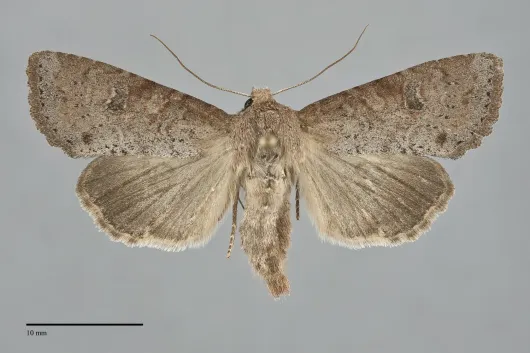 Apamea alia