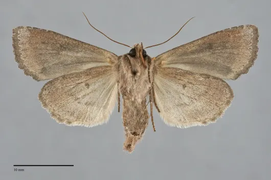 Apamea alia