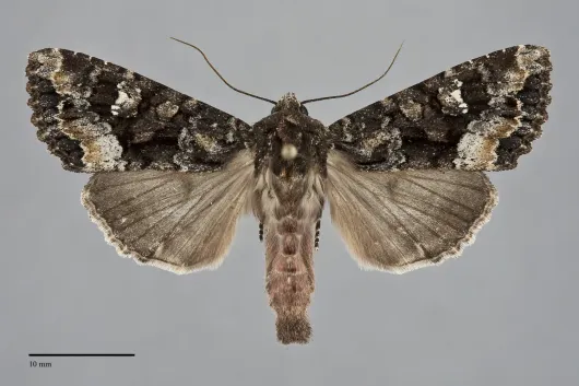 Apamea amputatrix