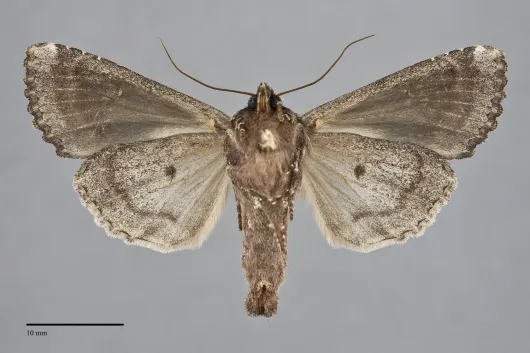 Apamea amputatrix