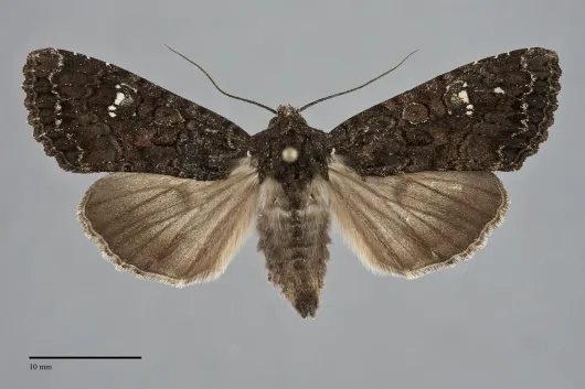 Apamea amputatrix