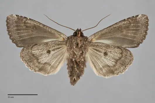 Apamea amputatrix