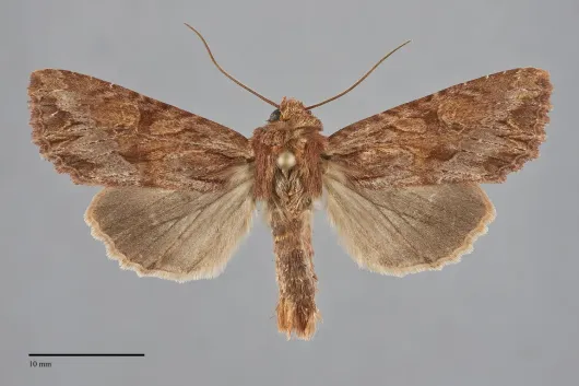 Apamea antennata