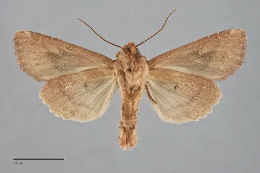 Apamea antennata