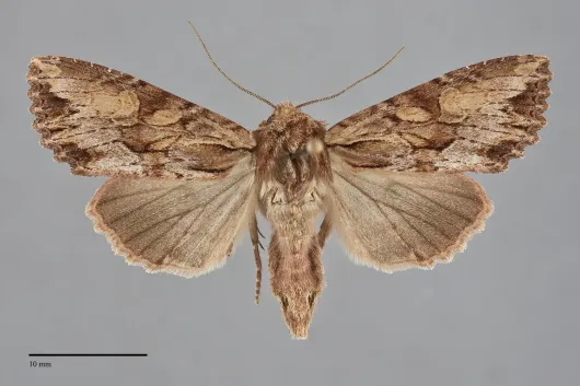 Apamea antennata