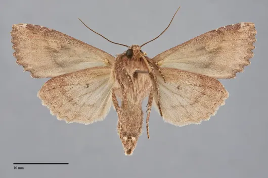 Apamea antennata