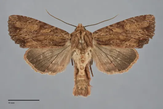 Apamea atriclava