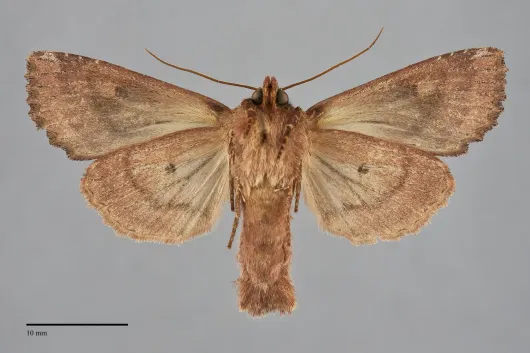 Apamea atriclava