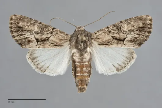 Apamea burgessi