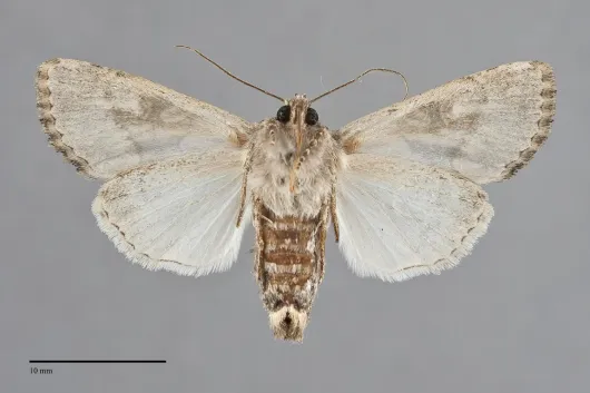 Apamea burgessi