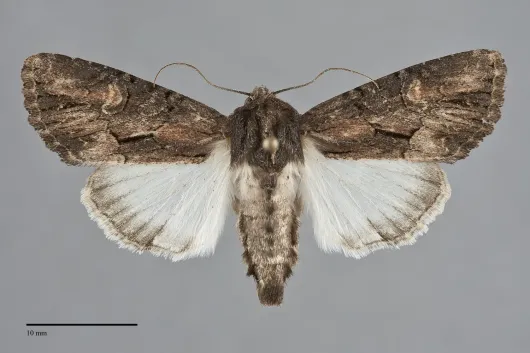Apamea burgessi