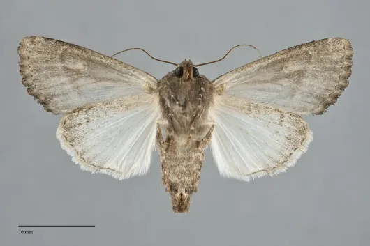 Apamea burgessi