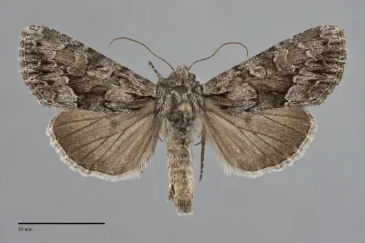 Apamea centralis