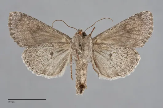 Apamea centralis