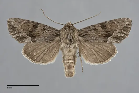 Apamea cinefacta