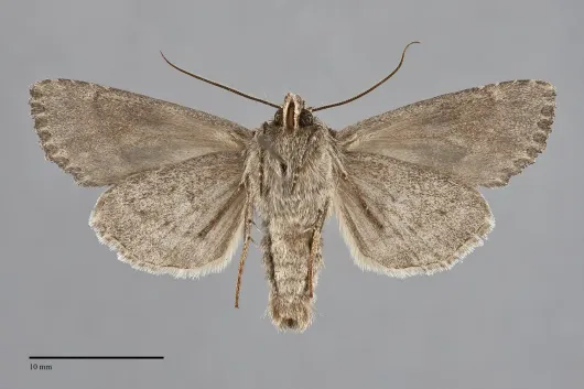 Apamea cinefacta