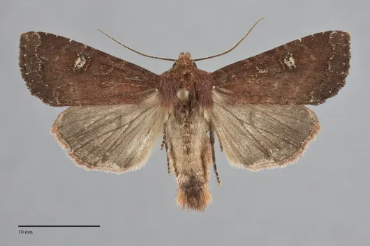 Apamea cogitata