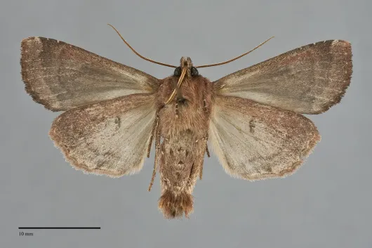 Apamea cogitata