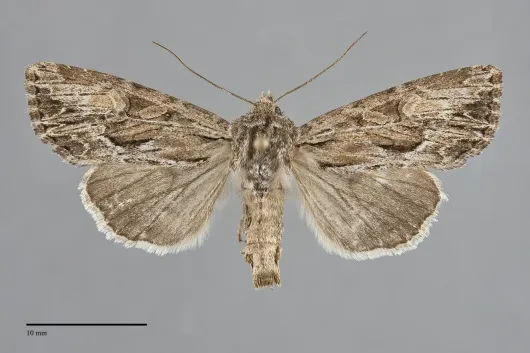 Apamea commoda