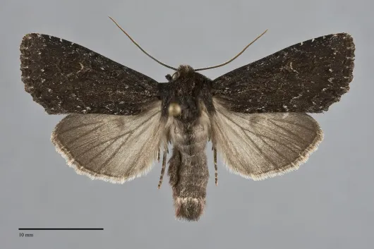 Apamea commoda