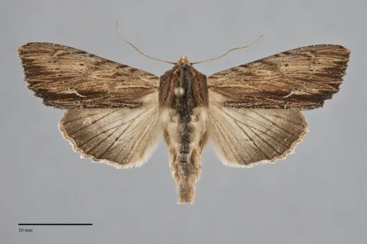 Apamea cuculliformis