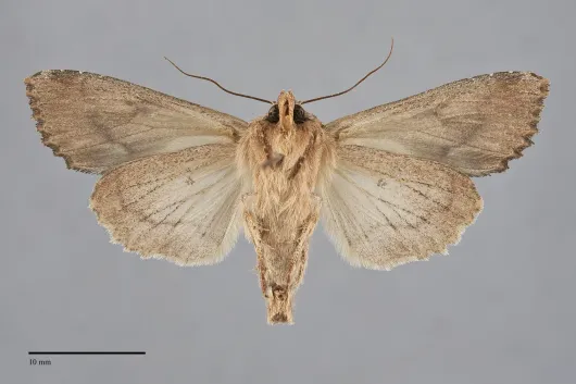 Apamea cuculliformis