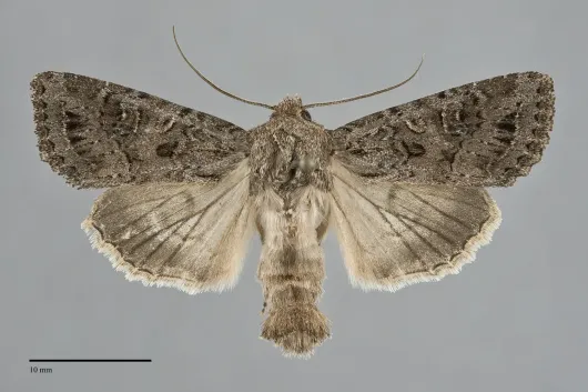 Apamea devastator