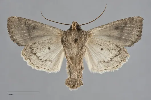 Apamea devastator