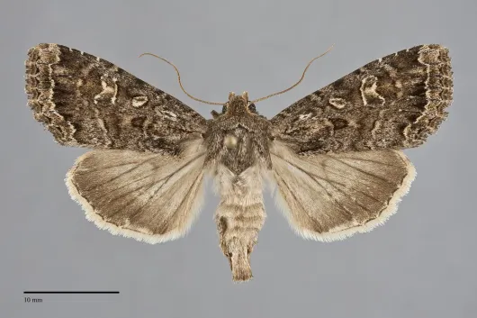 Apamea devastator