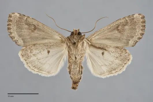 Apamea devastator