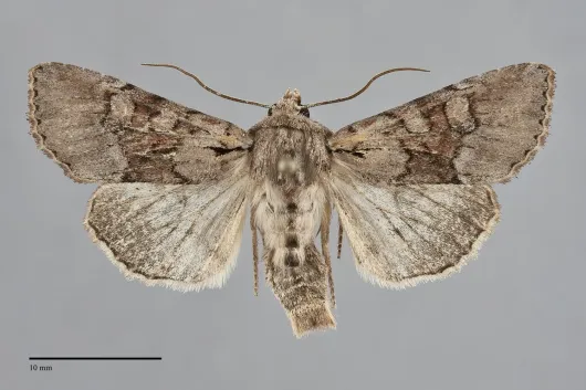 Apamea digitula