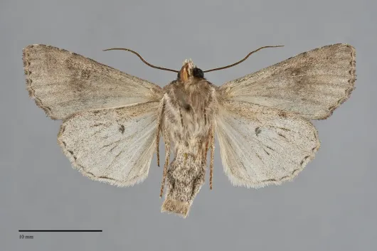 Apamea digitula