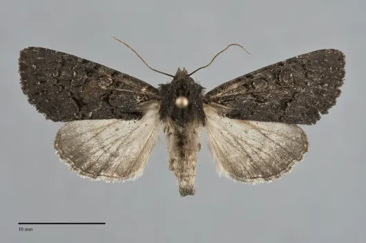 Apamea impulsa