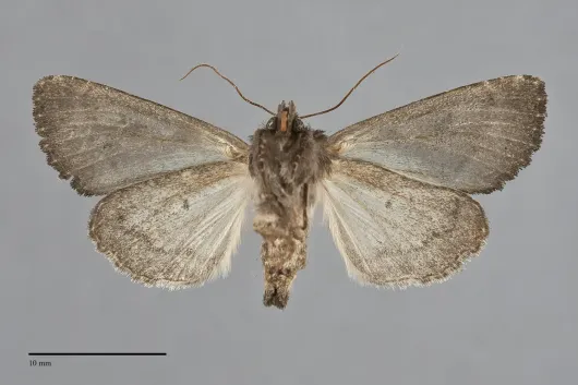 Apamea impulsa