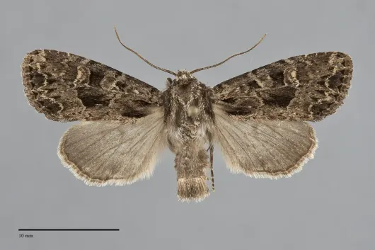Apamea indocilis
