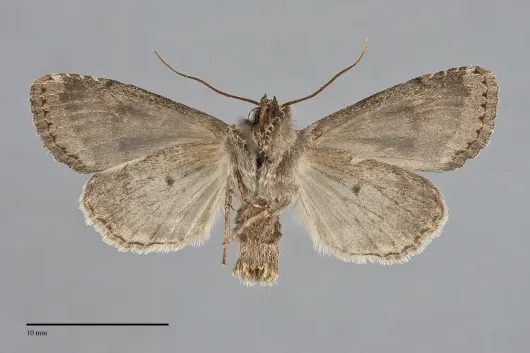 Apamea indocilis