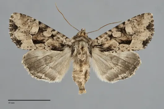 Apamea indocilis