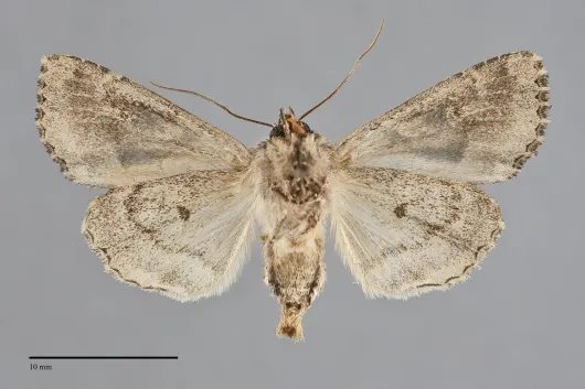 Apamea indocilis
