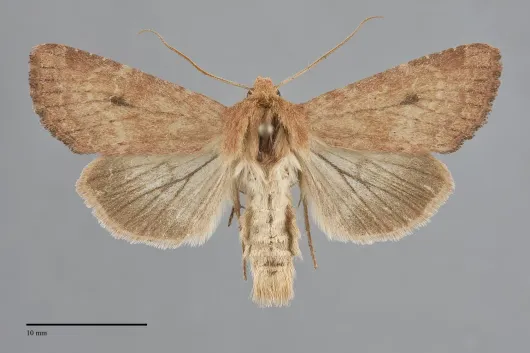 Apamea inficita